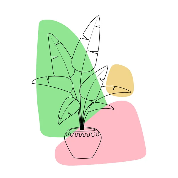 Φυτό Strelitzia Γλάστρα Γραμμή Τέχνη Χέρι Σχέδιο Houseplant Χρωματιστά Αφηρημένα — Διανυσματικό Αρχείο