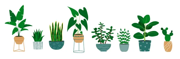 Σετ χειροποίητων φυτών σε γλάστρες. Alocasia plant, κάκτος, monstera, φυτό νεφρίτη. — Διανυσματικό Αρχείο