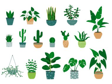 Çiçek saksılarında el yapımı ev bitkileri. Alocasia bitkisi, kaktüs, canavar, yeşim taşı, aloe