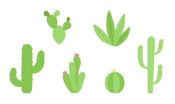 Set Various Cactuses Cartoon Cacti Blossoms Spikes Isolated Vector Illustration — Stock vektor
