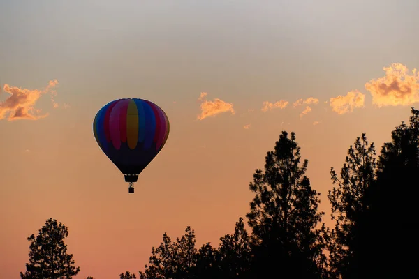 A hot air balloon coming down to land at sunset by a grove of pine trees.