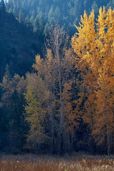 Autumn Shadows Fall Grove Aspen Trees Rocky Mountain Foothills Coeur — 스톡 사진