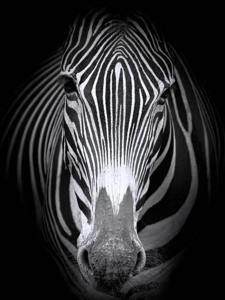 Cebra Parque Natural Cavrceno — Fotografia de Stock