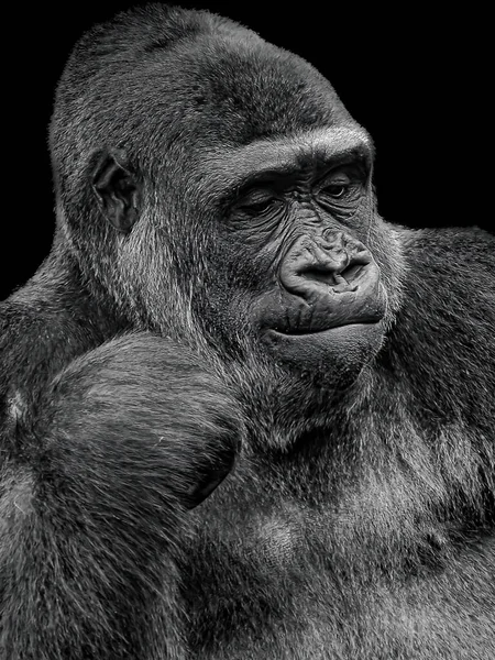 Gorila Paque Natural Cabrceno Ліцензійні Стокові Фото