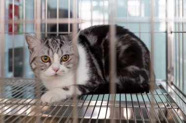 Kedi endişeli gözlerle veteriner hayvan kliniğinde tedavi için bekliyor. hayvan kurtarma ve sağlık hizmetleri.