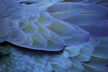 mavi ve altın renkli papağan kuş tüyü kanatları. egzotik doğa arka planı ve dokusu.