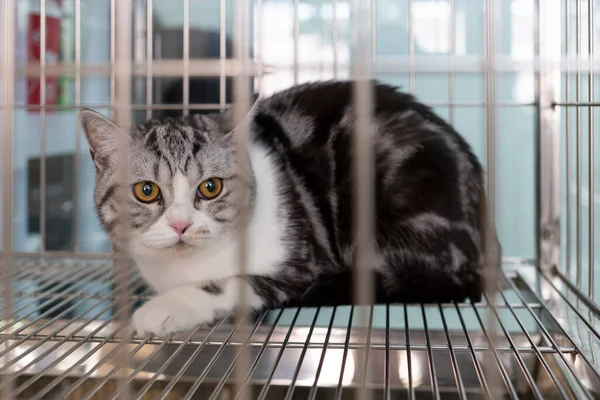 Kedi endişeli gözlerle veteriner hayvan kliniğinde tedavi için bekliyor. hayvan kurtarma ve sağlık hizmetleri.