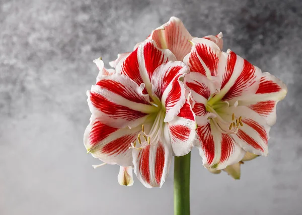 Riesige Blühende Rote Und Weiße Amaryllis Blütenköpfe Schöner Strauß Für — Stockfoto
