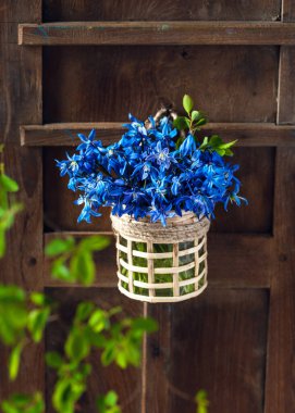 Beautiful spring flowers bouquet of Blue Scilla plant in a small vase  hanging on an old wooden door. Floral decoration. Copy space. Rustic style. 