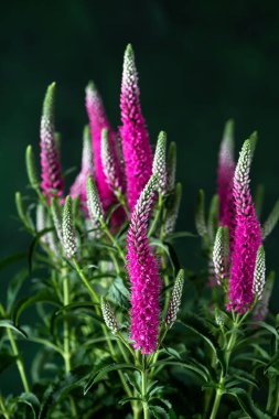 Güzel açık pembe dikenli yarış çiçekleri koyu bulanık arka planda. Seçici odaklanma. (Veronica spicata)