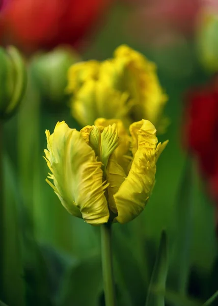 Beautiful Yellow Tulip Flowers Ruffled Feathered Petals Spring Garden Blurred — Stock Photo, Image