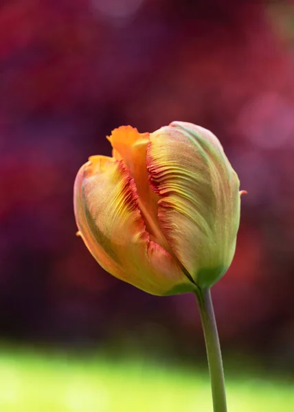 Orange Yellow Parrot Tulip Flower Ruffled Feathered Petals Spring Garden — Stock Photo, Image
