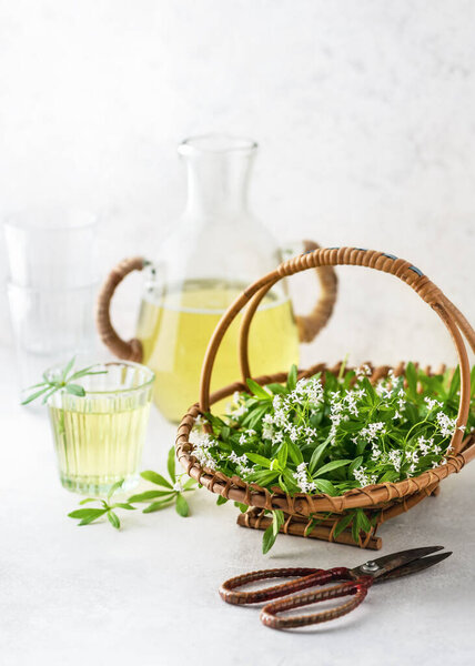 Basket with freshly harvested woodruff blossoms plant for lemonade or syrup preparing. Spring season of harvesting herbs. Copy space.