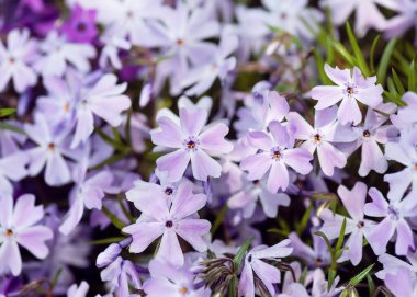 Bahçede güzel pastel gül çiçekleri var. Zemini kaplayan parlak, güzel çiçek. Doğa arkaplanı veya doku kavramı.