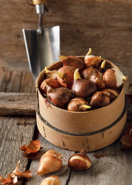 Bahar çiçekli eski ahşap elek lale ampulleri dikmeye hazır. Bahçe işleri konsepti. Kırsal biçim.