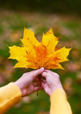 Güzel bir buket sarı, kırmızı akçaağaç yaprakları parktaki kızların ellerinde. Sonbahar moda konsepti. Boşluğu kopyala.