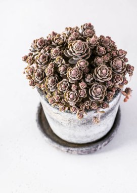 Beautiful succulent plants in ceramic pot with water drops. Potted succulent plants with Chinese or Japanese bonsai style. Home or gardening concept. View from above.