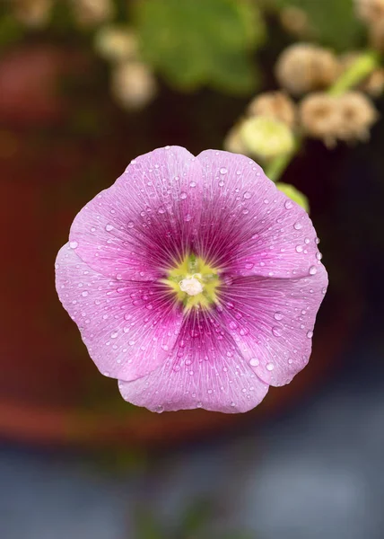 Beautiful Rose Hollyhock Flower Water Drops Stamens Petals Rain Garden — Stockfoto