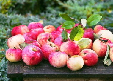 Yağmurdan sonra sonbahar bahçesindeki eski bir ahşap masaya su damlatan taze organik kırmızı elmalar. Şükran Günü ve sağlıklı gıda konsepti. Seçici odak.