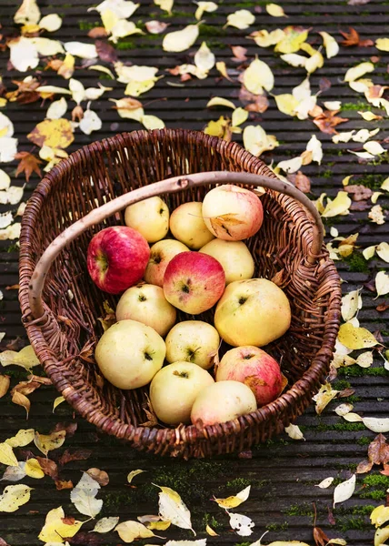 Harvest of fresh organic ripe apples  in the wicker basket on the old garden wood terrace with colorful autumn leaves. Thanksgiving  and healthy food concept.