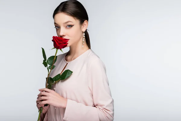 brunette young woman in earrings and blouse smelling red rose isolated on grey