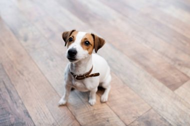 Jack russell terrier sitting on floor at home  clipart