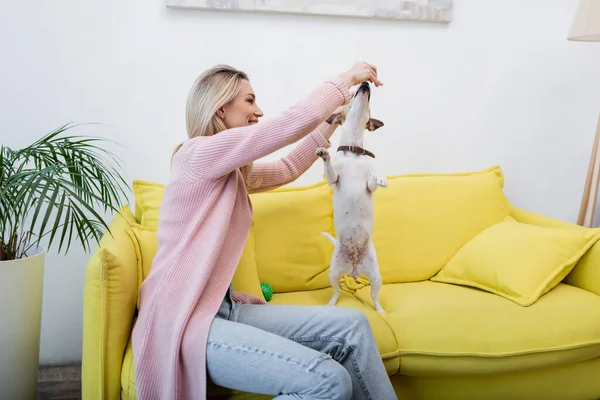 Smiling Woman Playing Jack Russell Terrier Couch Home — Foto de Stock