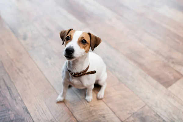 Jack Russell Terrier Sitting Floor Home — Stock Photo, Image