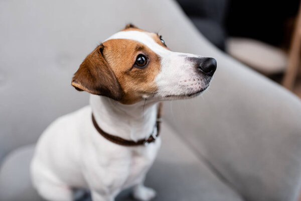Jack russell terrier on blurred couch at home 