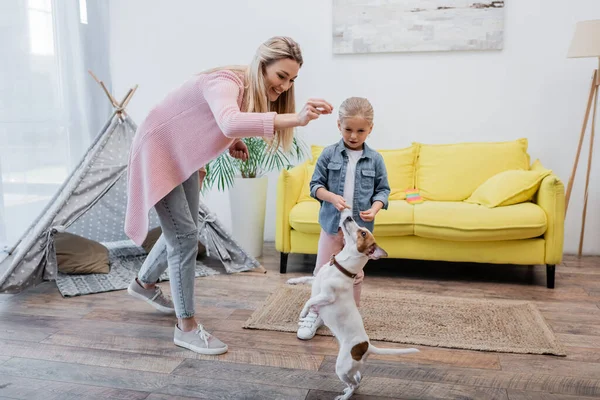 Smiling Woman Training Jack Russell Terrier Daughter Home — 스톡 사진