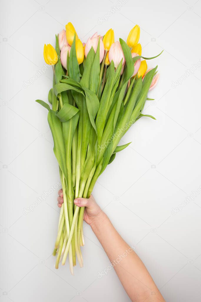 cropped view of woman holding tulips on white