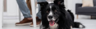 Sınır çoban köpeğinin kırpılmış görüntüsü. Mutfakta bulanık bir adamın yanına bakıyor. 