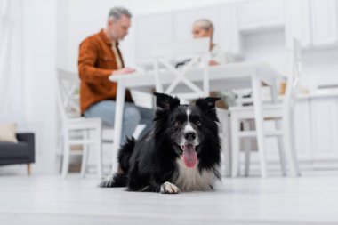 Mutfaktaki bulanık bir çiftin yanında dil çıkaran Collie 'nin alçak açılı görüntüsü. 