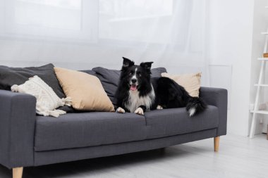 Border collie evdeki kanepede yatıyor. 