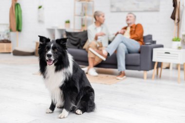 Border Collie, evdeki koltukta bulanık bir çiftin yanında kameraya bakıyor. 