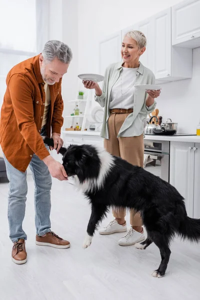 Positive Senior Woman Holding Plates Husband Playing Border Collie Kitchen — Stock Photo, Image