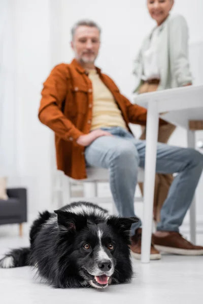 Okraj Kolie Pes Ležící Podlaze Blízkosti Rozmazané Rodiny Kuchyni — Stock fotografie