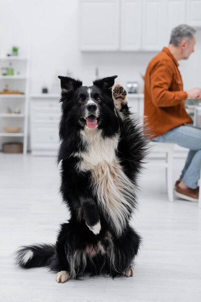 Border collie posing on floor near blurred man in kitchen 