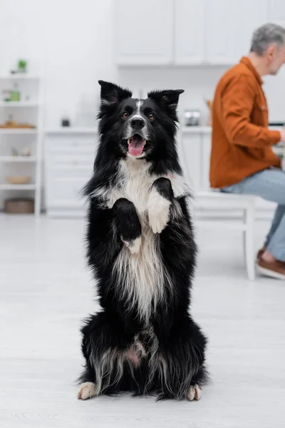 Fronteira Collie Posando Olhando Para Câmera Perto Homem Borrado Cozinha — Fotografia de Stock