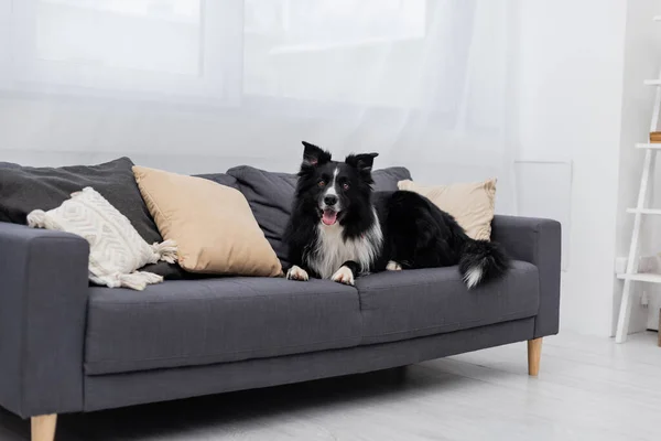Border Collie Lying Couch Home — Stock Photo, Image