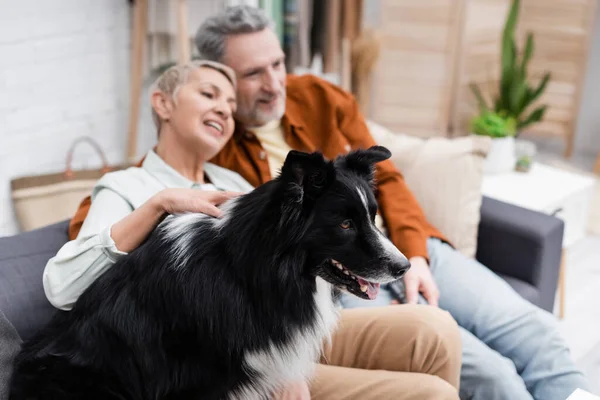 Border Collie Sitzt Neben Verschwommenem Paar Auf Heimischen Couch — Stockfoto