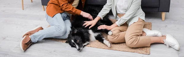 Cropped View Couple Petting Border Collie Couch Home Banner — Stock Photo, Image