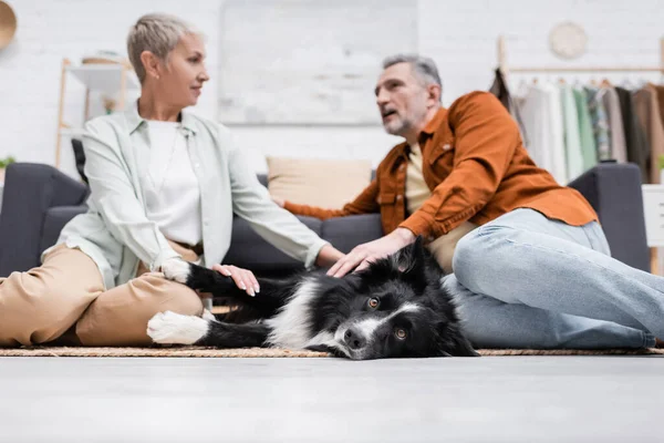 Low Angle View Border Collie Lying Floor Blurred Couple Home — Stock Photo, Image