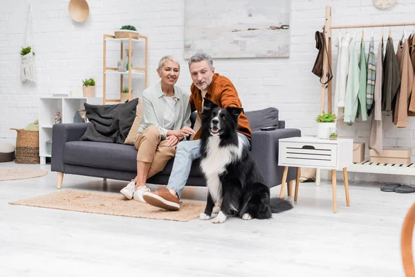 Feliz Pareja Madura Mirando Frontera Collie Perro Cerca Mando Distancia —  Fotos de Stock