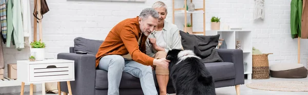 Positive Man Petting Border Collie Senior Wife Couch Home Banner — Stock Photo, Image