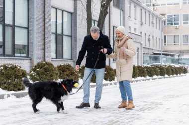 Neşeli son sınıf öğrencisi kadın kışın açık havada sınır köpeği ile oynayan kocasını izliyor. 
