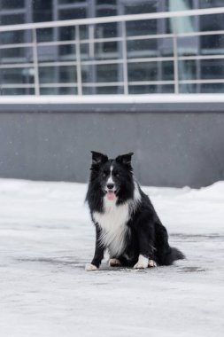 Border collie looking at camera while sitting on snow on street  clipart