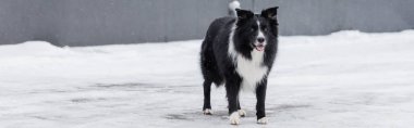 Border collie dog standing on urban street in winter, banner  clipart