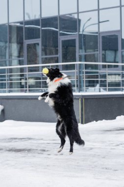 Border collie jumping while playing with ball on street in winter  clipart