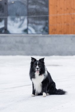 Border collie dog sitting on urban street in winter  clipart